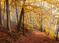 autumn-forest-4561344_960_720 autumn-forest-4561344_960_720
