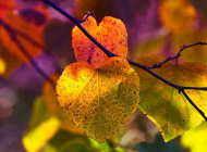 fall-colors fall-colors