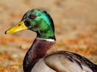 mallard-1893080_960_720 mallard-1893080_960_720